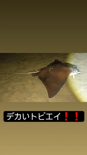 エイの釣果