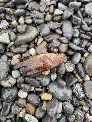 オオモンハタの釣果