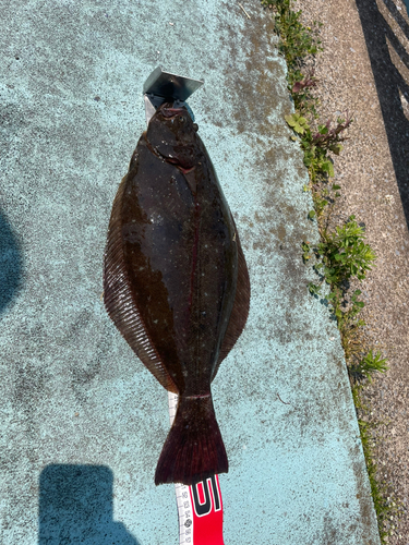 ヒラメの釣果