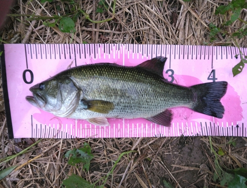 ブラックバスの釣果