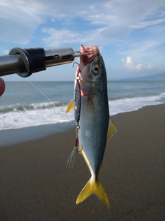 ワカシの釣果