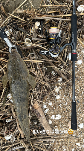 マゴチの釣果