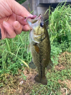 ラージマウスバスの釣果