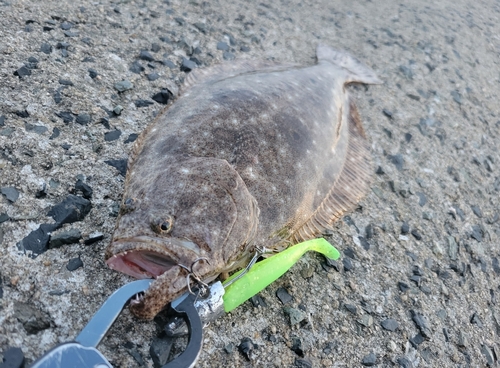 ソゲの釣果