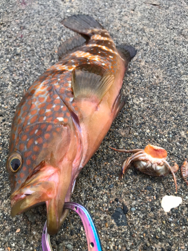 キジハタの釣果