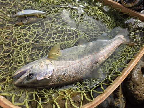 アマゴの釣果