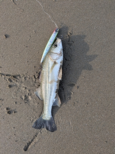 セイゴ（マルスズキ）の釣果