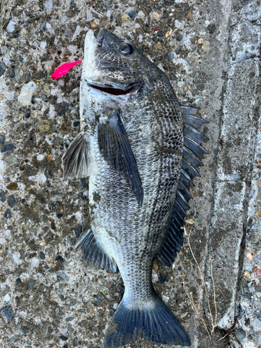 チヌの釣果