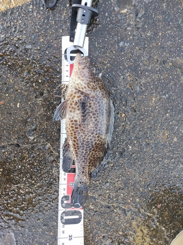 オオモンハタの釣果