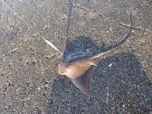 ナルトビエイの釣果