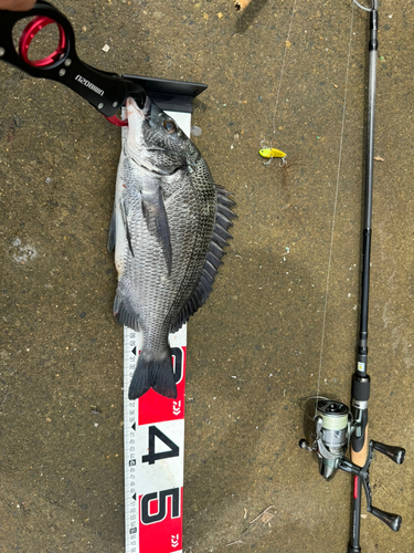 クロダイの釣果