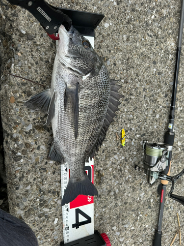 クロダイの釣果