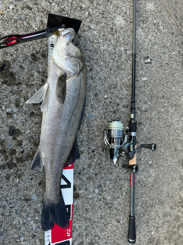 シーバスの釣果