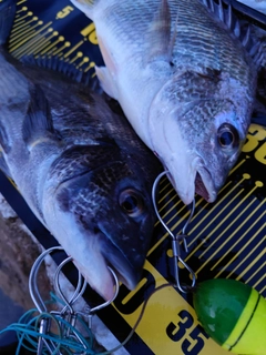 クロダイの釣果