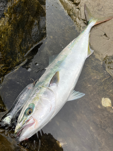 ワラサの釣果