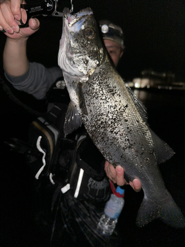 ヒラスズキの釣果