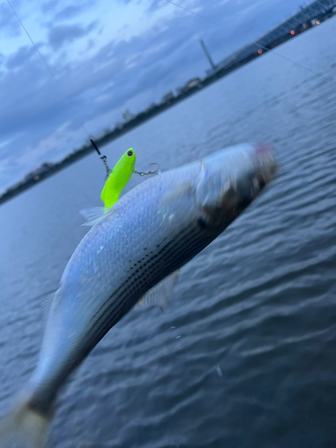 コノシロの釣果