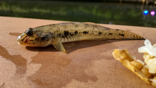 マハゼの釣果