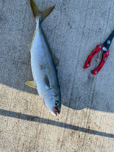 ヤズの釣果