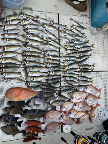 アジの釣果