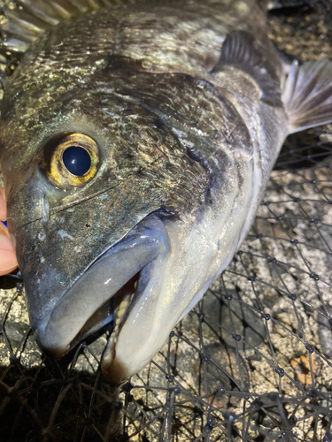 スズキの釣果