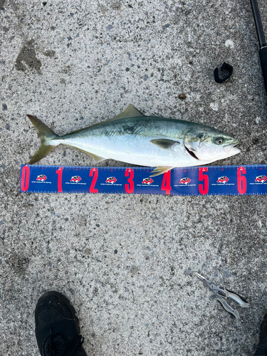 イナダの釣果