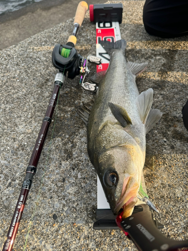 シーバスの釣果