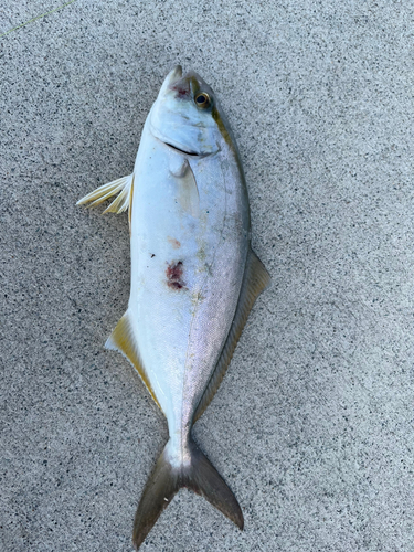 ハマチの釣果