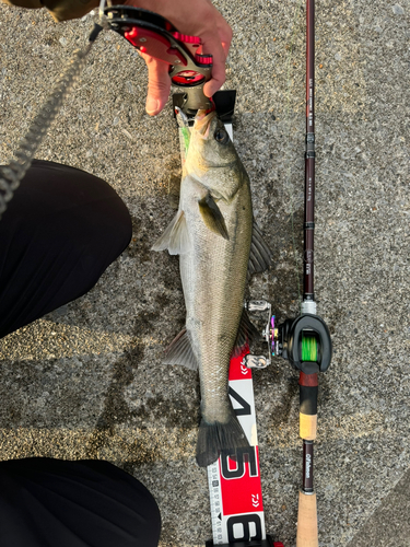 シーバスの釣果