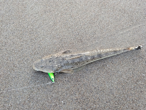 マゴチの釣果