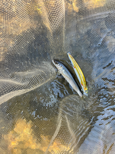 アユの釣果