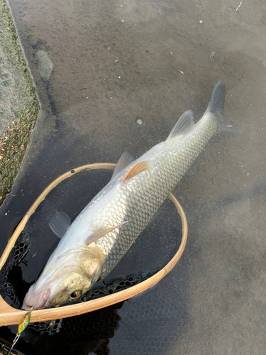 ニゴイの釣果