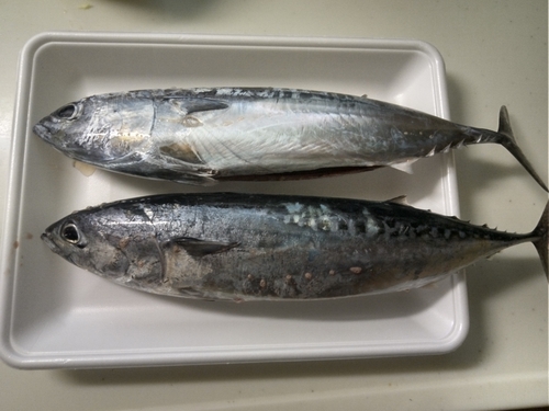 ソウダガツオの釣果