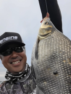 ダントウボウの釣果