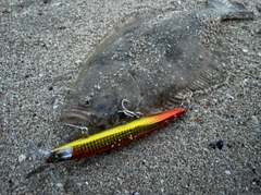 ヒラメの釣果