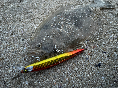 ヒラメの釣果