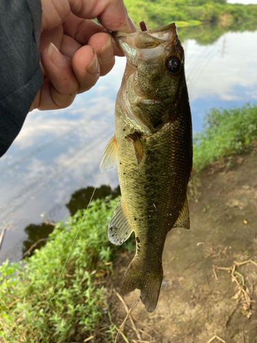 ラージマウスバスの釣果