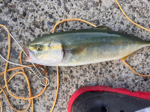 ワカシの釣果