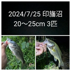 ブラックバスの釣果