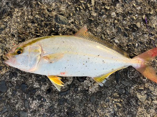 カンパチの釣果