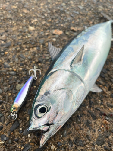 ソウダガツオの釣果