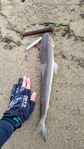 エソの釣果