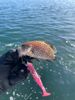 オオモンハタの釣果