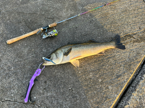 シーバスの釣果