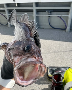 クロソイの釣果