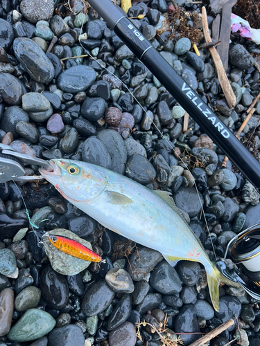 ワカシの釣果