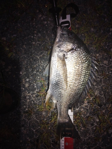 クロダイの釣果