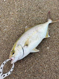 ショゴの釣果