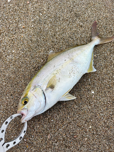 ショゴの釣果