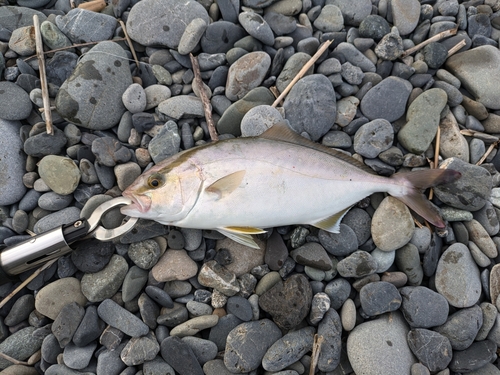 ショゴの釣果